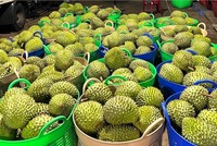 Bộ NN&PTNT nói sẽ tạm dừng sử dụng mã số vùng trồng lô hàng vi phạm kiểm dịch của Trung Quốc. 