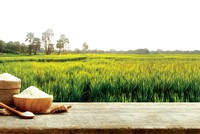 Cổ phiếu nông nghiệp “ăn chắc mặc bền”