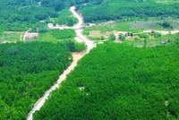 Một khu vực đất trồng rừng tại thôn Thủy Dương, xã Lộc Tiến (nơi Công ty TNHH Lộc Lợi khai thác đất trái phép). Ảnh: L.N