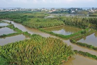 Rừng dừa xã Tịnh Khê.