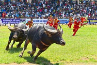 Ngày 23/9, diễn ra Lễ hội Chọi trâu Đồ Sơn 2023 