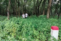 Đất cao su của Tổng công ty Cao su Đồng Nai chưa được thanh lý, giải phóng mặt bằng cho Dự án cao tốc Biên Hòa - Đồng Nai.