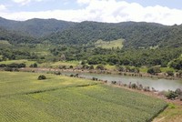 Khu vực đầu nguồn hồ thủy lợi Sông Cái đang bị người dân lấn chiếm trên 10 ha để trồng bắp. Nguồn: NTV. 