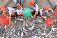 Doanh nghiệp cá tra được giảm thuế khi xuất khẩu sang Mỹ