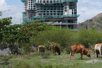 Không dễ phát mại tài sản đảm bảo là bất động sản. Ảnh: Dũng Minh 