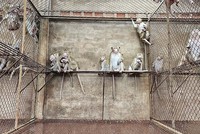 Khỉ đuôi dài xuất khẩu tại trại nuôi của Công ty Phúc Lộc Phát