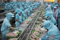 Biên lợi nhuận gộp quý III/2023 của các doanh nghiệp xuất khẩu cá tra ở mức thấp nhất trong nhiều năm qua