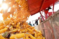 Thị trường hàng hóa tuần qua (24/2 - 2/3/2025): Biến động mạnh mẽ trên nhiều mặt hàng 