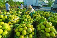 Nông dân chuyên nghiệp là yêu cầu tiên quyết để hình thành một nền nông nghiệp chuyên nghiệp.
