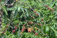 Vườn cà phê đang chuẩn bị vào mùa thu hoạch tại huyện Đắk Mil, tỉnh Đắk Nông. Ảnh: Nhung Bùi.