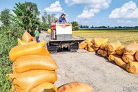 Thứ trưởng Bộ Nội vụ đã thành lập Hiệp hội Ngành hàng lúa gạo Việt Nam.