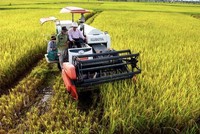 WB cho Việt Nam vay 350-400 triệu USD thực hiện đề án 1 triệu ha lúa phát thải thấp