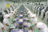 Vĩnh Hoàn (VHC) chốt quyền tạm ứng cổ tức 20% bằng tiền mặt 