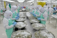 Năm 2022, Việt Nam xuất khẩu khoảng 800 triệu USD sản phẩm tôm nước ấm đông lạnh sang Hoa Kỳ