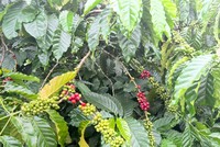 Cây cà phê tại một trang trại ở huyện Đắk Mil, tỉnh Đắk Nông. Ảnh: Nhung Bùi.