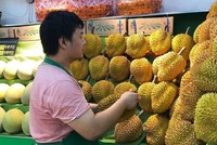 Nhiều nhà nhập khẩu Trung Quốc lựa chọn sầu riêng Việt Nam