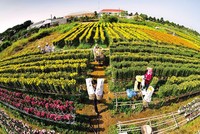 Festival hoa - kiểng Sa Đéc là dịp để quảng bá hình ảnh, con người Đồng Tháp với bạn bè, du khách