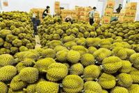 Xuất khẩu nông sản sang Trung Quốc năm 2023 đạt 11,5 tỷ USD, tăng 18% so với năm 2022, trong đó sầu riêng trên 2 tỷ USD.