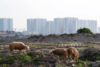 Hàng trăm dự án "đứng hình" vì không có một phần nguồn gốc đất ở. Ảnh: Dũng Minh 