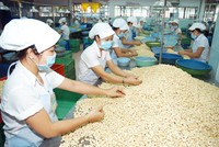 Doanh nghiệp xuất khẩu hạt tiêu, điều của Việt Nam lưu ý khi giao dịch với đối tác Tây Ban Nha.