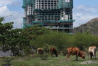 Hàng trăm dự án “đứng hình” do vướng mắc về đất đai. Ảnh: Dũng Minh 