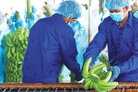 Các mặt hàng nông sản xuất khẩu phải lưu ý tuân thủ quy định về an toàn thực phẩm, an toàn dịch bệnh