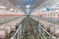 Giá heo duy trì ở mức thấp khiến Dabaco chỉ ghi nhận lợi nhuận 2023 vẻn vẹn 25 tỷ đồng