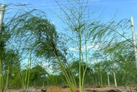 Cây Măng tây với hệ thống tưới nước tiết kiệm