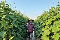 Người nông dân góp ruộng, góp công trong Hợp tác xã Thuấn Lanh