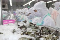 Hoa Kỳ sẽ rà soát hành chính thuế chống bán phá giá đối với tôm nước ấm đông lạnh của Việt Nam.