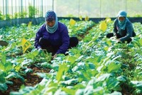 Du lịch canh nông tạo giá trị bền vững