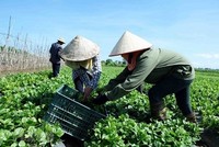 Thúc đẩy kinh tế tập thể phát triển bắt đầu từ bước đăng ký kinh doanh