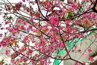 Độc, lạ Đà Lạt: Tháng 3, du khách vẫn được check-in với mai anh đào 