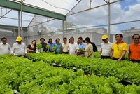 TP.HCM đặt mục tiêu phấn đấu đến 2030, 100% số mẫu rau sản xuất tại Thành phố được thanh, kiểm tra đạt tiêu chuẩn an toàn.