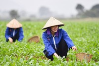 UBND TP. Hà Nội đặt mục tiêu trang bị kiến thức, kỹ năng nghề cho 13.990 người lao động trong năm 2024.