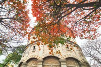 Hà Nội quyến rũ mùa cây thay lá 