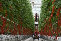 Nông dân thu hoạch cà chua tại một trang trại ở Sơn Đông.