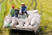 Việt Nam có thể xuất khẩu hơn 8 triệu tấn gạo trong năm 2024.