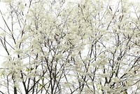 Hà Nội trắng trời hoa sưa 