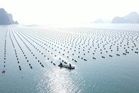 Nhiều nhà đầu tư quan tâm đến Quảng Ninh sau Hội nghị nuôi biển