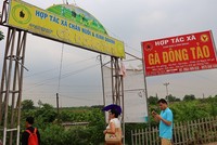 Hợp tác xã chăn nuôi và kinh doanh gà đông tảo tại huyện Khoái Châu, tỉnh Hưng Yên. (Ảnh: Nguyễn Linh)