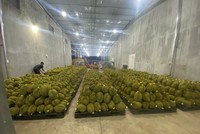 Sầu riêng liên tục rớt giá kỷ lục, liệu có về mức thấp nhất?