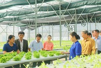 Hà Nội thành lập mới nhiều hợp tác xã, liên hiệp hợp tác xã, tổ hợp tác