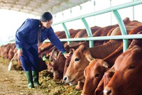 Kon Tum thu hút đầu tư có chọn lọc các dự án chăn nuôi