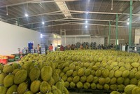 Sầu riêng tiếp tục đóng góp doanh thu xuất khẩu lớn cho ngành hàng rau quả.