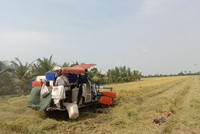 Đề xuất Đồng bằng sông Cửu Long có sàn mua bán lúa “kiểu Grab, Uber” 