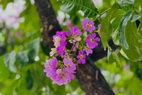 Dịu dàng sắc tím bằng lăng phủ kín phố phường Hà Nội