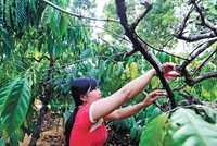 Việt Nam đứng đầu thế giới về sản lượng cà phê robusta Ảnh: Đức Thanh