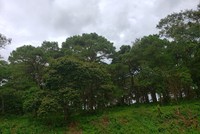 Tỉnh Kon Tum sẽ trồng mới 670 ha rừng. Ảnh minh họa