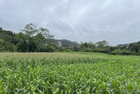 Nhiều bất cập, vướng mắc trong quản lý, sử dụng đất đã và đang được xử lý. Ảnh Mỹ An.